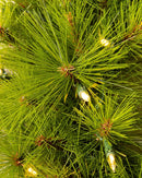 Árvore Monterey Pine Verde [ + LED DE BRINDE ]