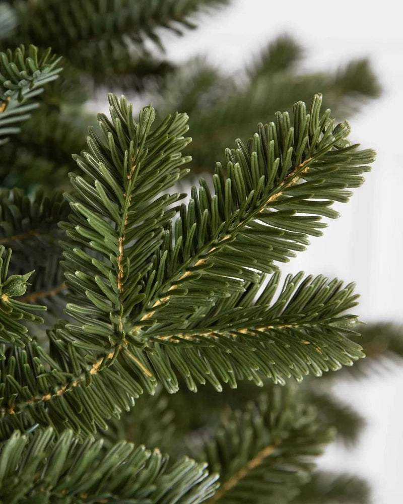 Árvore Fraser Fir Premium [ + LED DE BRINDE ]